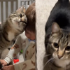 Illustration : Ce chat insiste pour commencer la journ&eacute;e avec son petit fr&egrave;re humain et &ecirc;tre le premier &agrave; le saluer (vid&eacute;o)