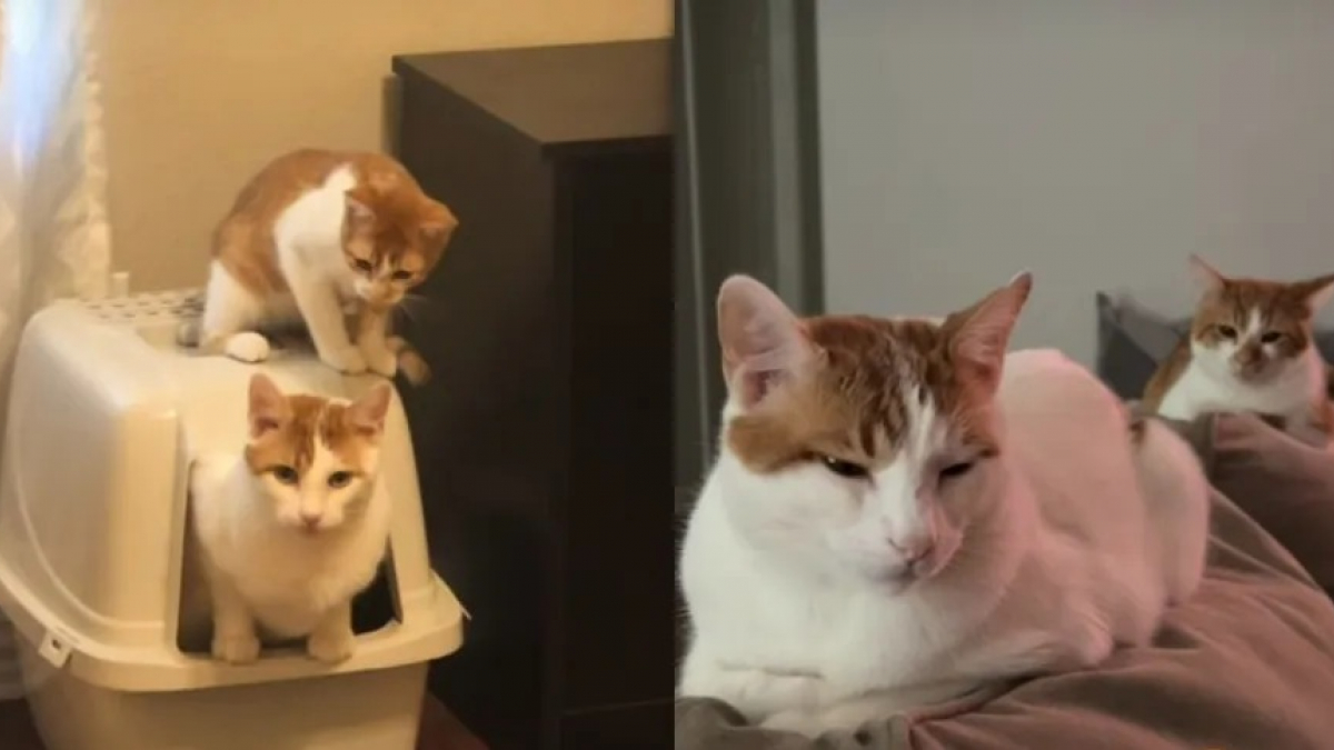 Illustration : "Ce chat refuse de quitter son frère aîné une seule seconde et le suit même jusque dans la litière (vidéo)"
