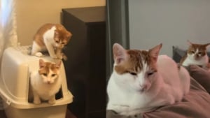 Illustration : Ce chat refuse de quitter son frère aîné une seule seconde et le suit même jusque dans la litière (vidéo)
