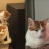 Illustration : Ce chat refuse de quitter son fr&egrave;re a&icirc;n&eacute; une seule seconde et le suit m&ecirc;me jusque dans la liti&egrave;re (vid&eacute;o)