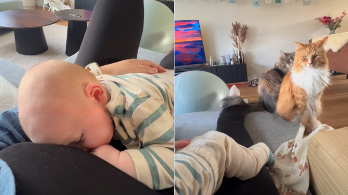 Illustration : "Ne pouvant bouger car son bébé s'est endormi sur elle, ses chats exigent quand-même leur repas et le lui font savoir (vidéo)"