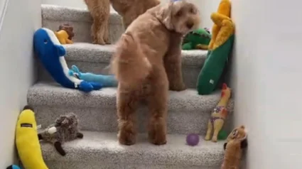 Illustration : Avant d'aller travailler, il surprend son Goldendoodle pour son 10e anniversaire en recouvrant l'escalier de jouets (vid&eacute;o)