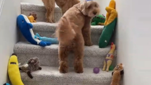Illustration : Avant d'aller travailler, il surprend son Goldendoodle pour son 10e anniversaire en recouvrant l'escalier de jouets (vidéo)