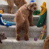 Illustration : Avant d'aller travailler, il surprend son Goldendoodle pour son 10e anniversaire en recouvrant l'escalier de jouets (vid&eacute;o)