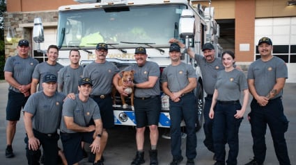 Illustration : Les pompiers adoptent un Pitbull attach&eacute; &agrave; un poteau devant leur caserne avec une lettre de son ma&icirc;tre qui re&ccedil;oit de l'aide &agrave; son tour