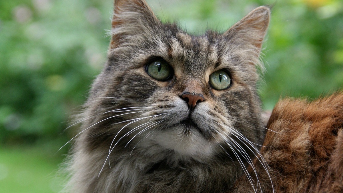Illustration : "Son Maine Coon de 2 ans criblé de plombs, elle craint désormais une amputation et veut se battre pour les droits des animaux"