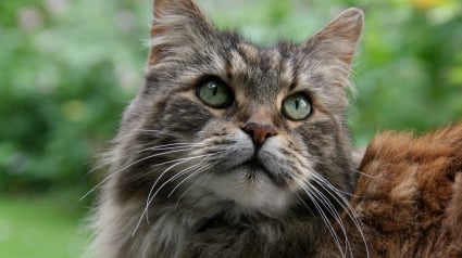 Illustration : Son Maine Coon de 2 ans cribl&eacute; de plombs, elle craint d&eacute;sormais une amputation et veut se battre pour les droits des animaux