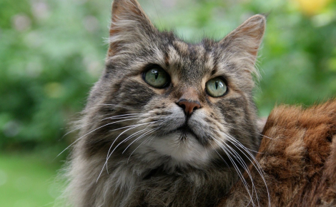 Son Maine Coon de 2 ans criblé de plombs, elle craint désormais une amputation et veut se battre pour les droits des animaux