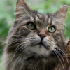 Illustration : Son Maine Coon de 2 ans cribl&eacute; de plombs, elle craint d&eacute;sormais une amputation et veut se battre pour les droits des animaux