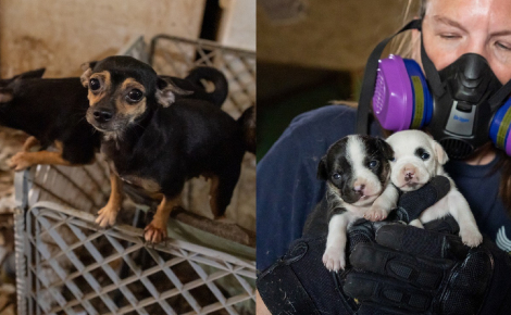 Après 6 jours de sauvetage, 140 animaux entassés dans une maison reçoivent des soins et se préparent à leur nouvelle vie