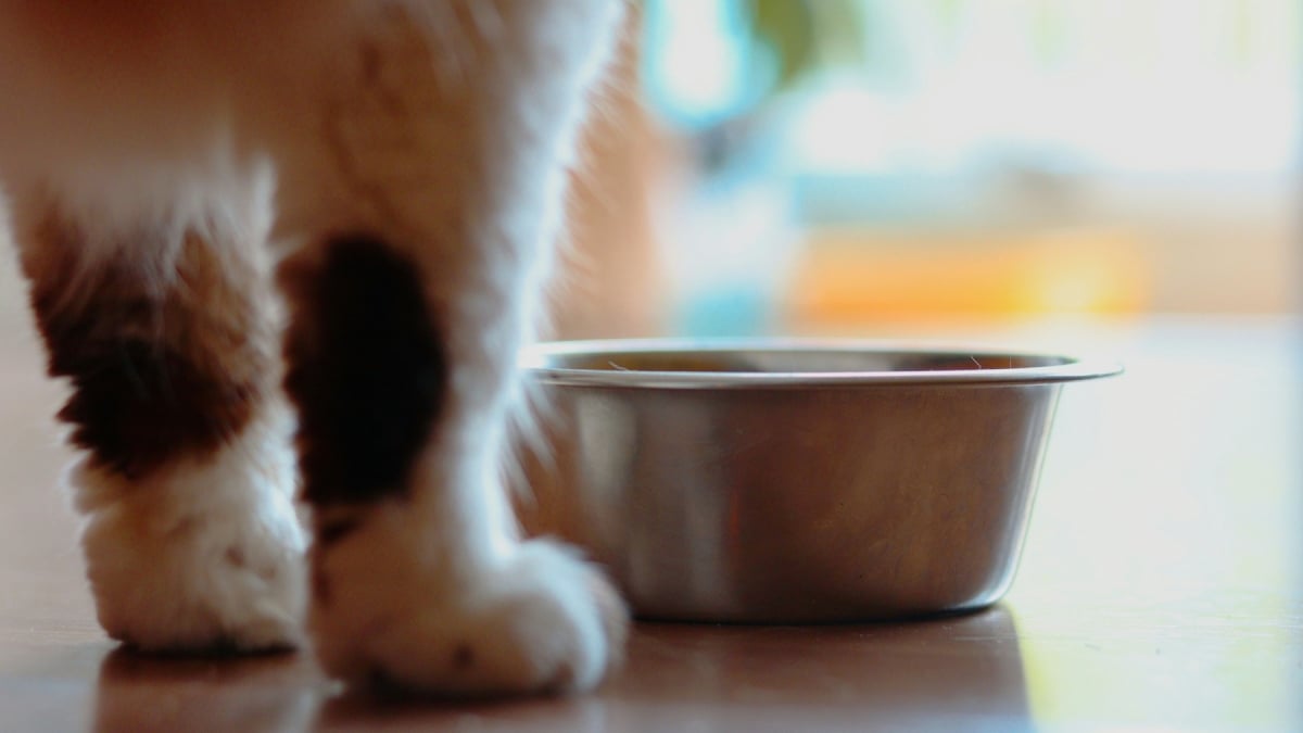 Illustration : "Pourquoi votre chat gratte-t-il le sol autour de sa gamelle ?"