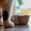 Illustration : Pourquoi votre chat gratte-t-il le sol autour de sa gamelle ?
