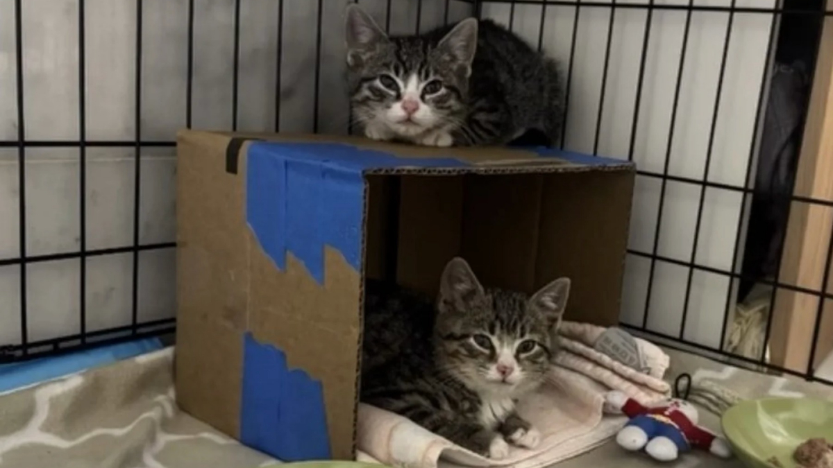 Illustration : "Nés dans une casse et infestés de parasites, des chatons sauvages entament un travail de socialisation et transforment leur peur en confiance"