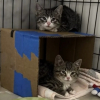 Illustration : N&eacute;s dans une casse et infest&eacute;s de parasites, des chatons sauvages entament un travail de socialisation et transforment leur peur en confiance