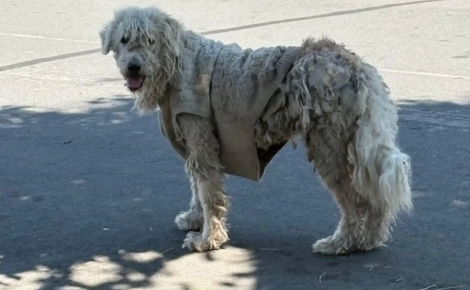 Couverte de noeuds et de lésions cutanées, cette chienne errante avec un pull retrouve peu à peu confiance grâce à ses sauveurs