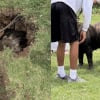 Illustration : Une chienne Bullmastiff de 90 kilos tombe dans une fosse septique abandonn&eacute;e et mobilise 7 pompiers pour &ecirc;tre sauv&eacute;e