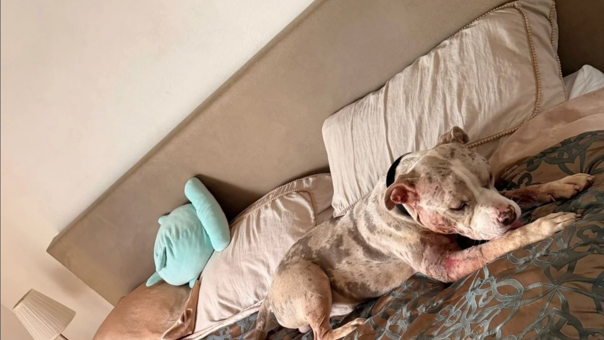 Illustration : "Trouvé à l'agonie dans un élevage clandestin, ce jeune chien découvre enfin le confort et l’affection qu’il mérite (vidéo)"