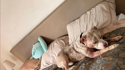 Illustration : Trouv&eacute; &agrave; l'agonie dans un &eacute;levage clandestin, ce jeune chien d&eacute;couvre enfin le confort et l&rsquo;affection qu&rsquo;il m&eacute;rite (vid&eacute;o)