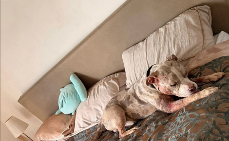 Trouvé à l'agonie dans un élevage clandestin, ce jeune chien découvre enfin le confort et l’affection qu’il mérite (vidéo)
