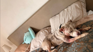 Illustration : Trouv&eacute; &agrave; l'agonie dans un &eacute;levage clandestin, ce jeune chien d&eacute;couvre enfin le confort et l&rsquo;affection qu&rsquo;il m&eacute;rite (vid&eacute;o)