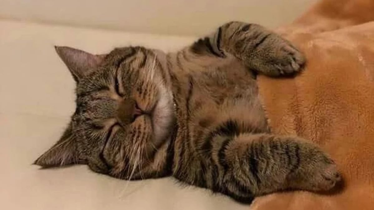 Illustration : "12 photos réconfortantes de chats durant leur sieste pour un moment de douceur"