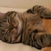 Illustration : 12 photos r&eacute;confortantes de chats durant leur sieste pour un moment de douceur