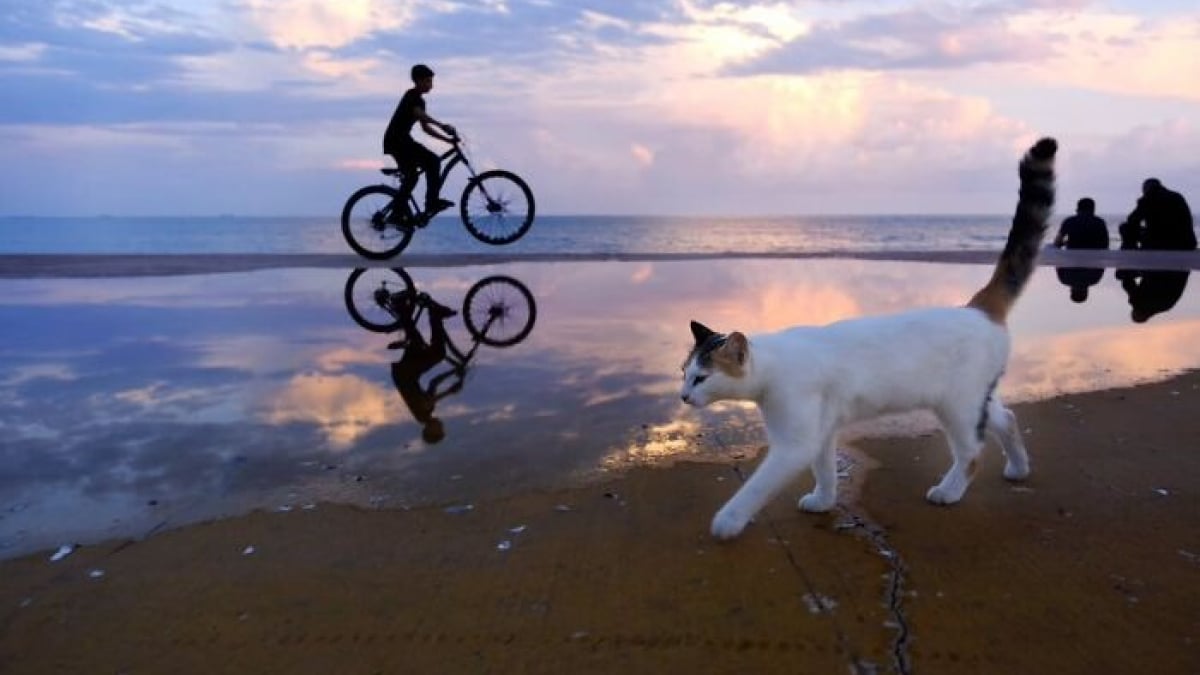 Illustration : "10 chats qui ont transformé une simple photo en oeuvre d’art"