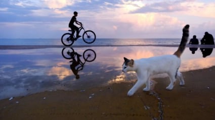 Illustration : 10 chats qui ont transform&eacute; une simple photo en oeuvre d&rsquo;art