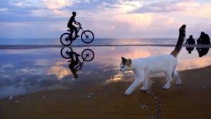Illustration : "10 chats qui ont transformé une simple photo en oeuvre d’art"