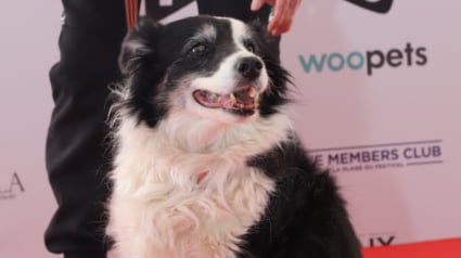 Illustration : Palm Dog 2026, quel chien succ&egrave;dera &agrave; Panda et remportera ce c&eacute;l&egrave;bre prix canin pour son jeu d&rsquo;acteur m&eacute;morable ?
