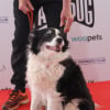 Illustration : Palm Dog 2026, quel chien succ&egrave;dera &agrave; Panda et remportera ce c&eacute;l&egrave;bre prix canin pour son jeu d&rsquo;acteur m&eacute;morable ?