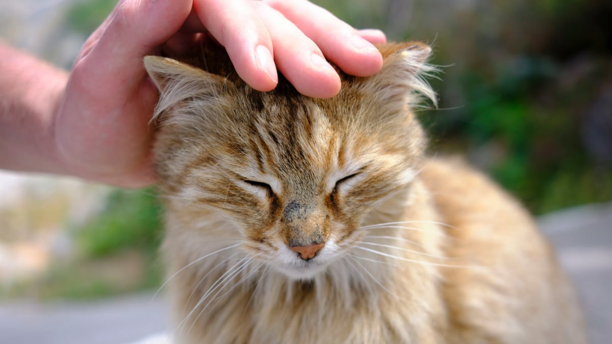 Illustration : "Idée reçue : Un chat qui frotte sa tête contre vous réclame des caresses"