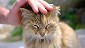Illustration : "Idée reçue : Un chat qui frotte sa tête contre vous réclame des caresses"