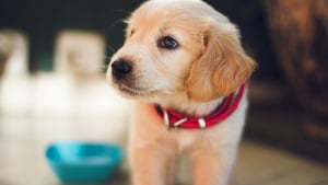 Illustration : "Pourquoi les chiots ont-ils si souvent le hoquet ?"