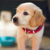 Illustration : Pourquoi les chiots ont-ils si souvent le hoquet ?
