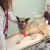 Illustration : Sauv&eacute; d'un balcon en Eure-et-Loir o&ugrave; il &eacute;tait encha&icirc;n&eacute;, ce Berger Allemand retrouve espoir malgr&eacute; la maladie