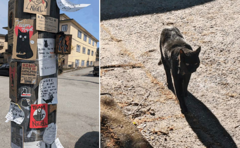 Pour soutenir leur chat de quartier victime d'une polémique anonyme, des habitants déclenchent un véritable mouvement de street art