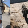 Illustration : Pour soutenir leur chat de quartier victime d'une pol&eacute;mique anonyme, des habitants d&eacute;clenchent un v&eacute;ritable mouvement de street art