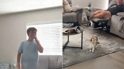 Illustration : La surprise pr&eacute;par&eacute;e par leurs parents tourne &agrave; l&rsquo;&eacute;motion totale quand 2 gar&ccedil;ons retrouvent leur chat disparu depuis 7 mois (vid&eacute;o)