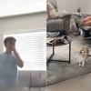 Illustration : La surprise pr&eacute;par&eacute;e par leurs parents tourne &agrave; l&rsquo;&eacute;motion totale quand 2 gar&ccedil;ons retrouvent leur chat disparu depuis 7 mois (vid&eacute;o)