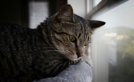 Arbre à chat en bois : le choix naturel pour votre intérieur