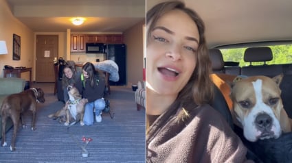 Illustration : Une famille d'accueil vit des adieux &eacute;mouvants avec la chienne dont elle prenait soin depuis un an (vid&eacute;o)