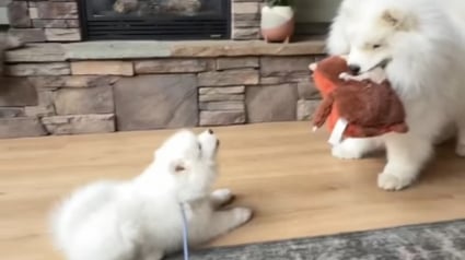 Illustration : Ce Samoy&egrave;de agit en grand fr&egrave;re bienveillant en apprenant &agrave; sa nouvelle petite soeur &agrave; jouer au tire-tire (vid&eacute;o)