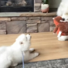 Illustration : Ce Samoy&egrave;de agit en grand fr&egrave;re bienveillant en apprenant &agrave; sa nouvelle petite soeur &agrave; jouer au tire-tire (vid&eacute;o)