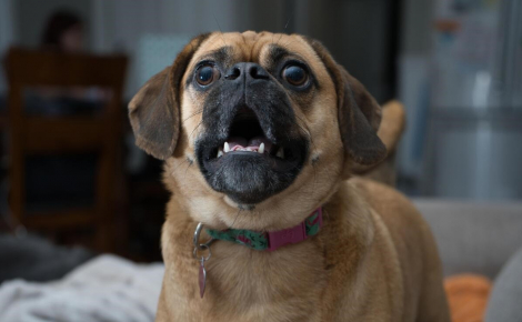 Leur chien qui jouait dehors rentre subitement et saute sur leur lit pour les réveiller, les faisant sortir à temps pour échapper au feu