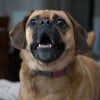 Illustration : Leur chien qui jouait dehors rentre subitement et saute sur leur lit pour les r&eacute;veiller, les faisant sortir &agrave; temps pour &eacute;chapper au feu