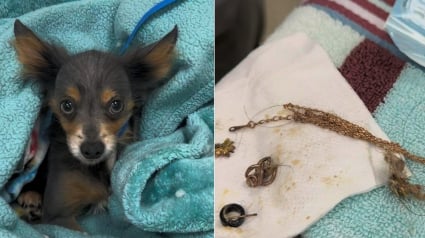 Illustration : Des v&eacute;t&eacute;rinaires op&egrave;rent en urgence un petit chien errant et extraient un collier en or v&eacute;ritable de 18 carats
