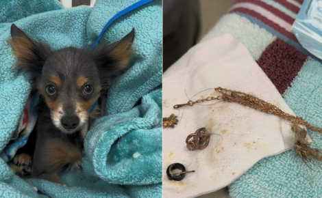 Des vétérinaires opèrent en urgence un petit chien errant et extraient un collier en or véritable de 18 carats