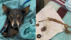 Illustration : "Des vétérinaires opèrent en urgence un petit chien errant et extraient un collier en or véritable de 18 carats"
