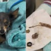 Illustration : Des v&eacute;t&eacute;rinaires op&egrave;rent en urgence un petit chien errant et extraient un collier en or v&eacute;ritable de 18 carats